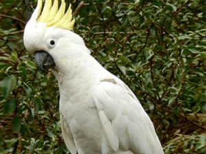 Triton Cockatoo For Sale