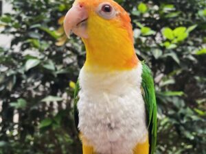 White-Bellied Caique Parrot
