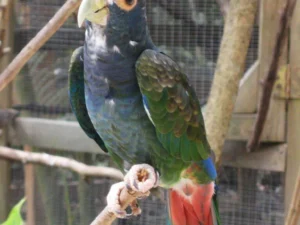 White Capped Pionus For Sale