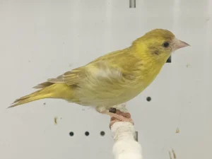 Black-Hooded Siskin Mutation