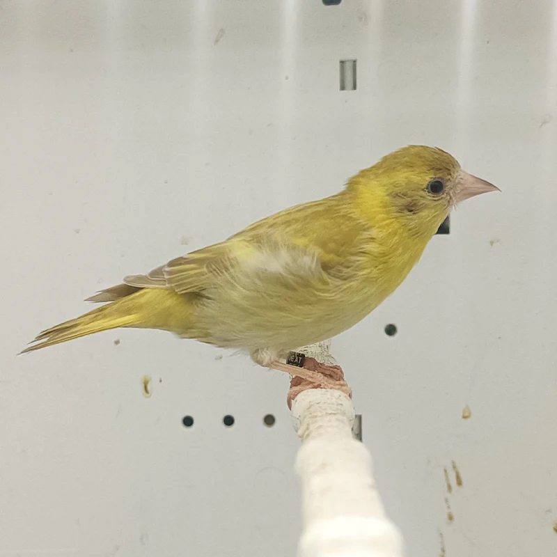 Black-Hooded Siskin Mutation