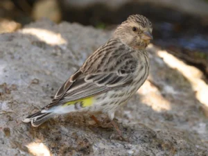Black Throated Canary For Sale