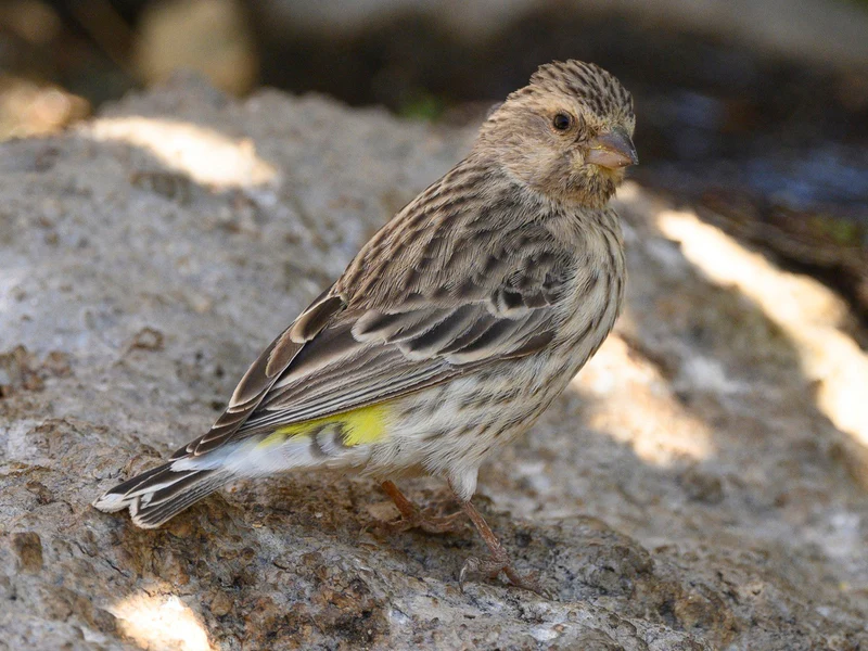 Black Throated Canary For Sale