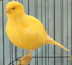 Canary Border For Sale