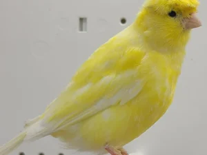 Canary Crested For Sale