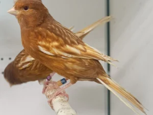 Canary Feo For Sale