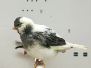 Canary Fife For Sale