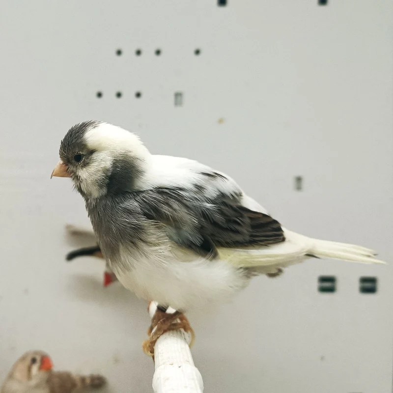 Canary Fife For Sale