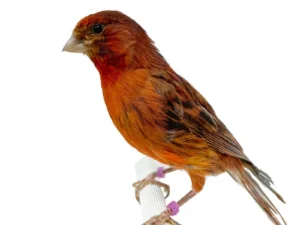 Canary Red Brown For Sale
