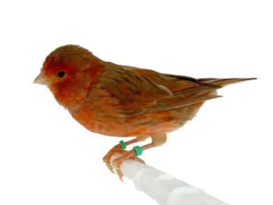 Canary Red Brown Mosaic For Sale