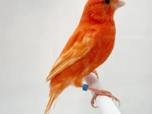 Canary Red Factor For Sale