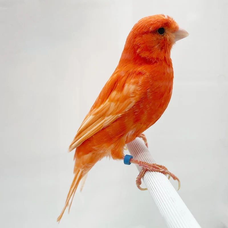 Canary Red Factor For Sale