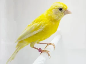 Canary Russian For Sale