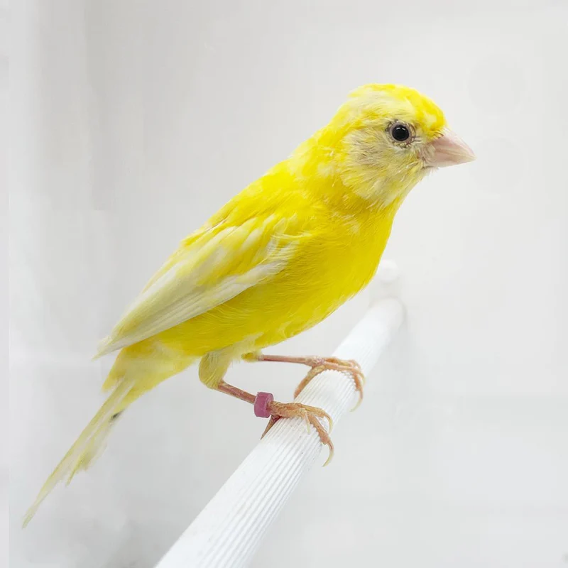 Canary Russian For Sale