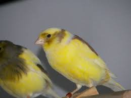 Canary Varigated For Sale