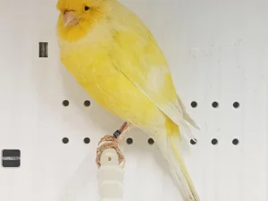 Canary Yorkshire For Sale