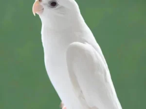 Cockatiel White Albino For Sale