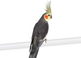 Cockatiel Grey White Face For Sale
