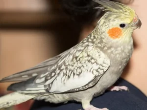 Cockatiel Pearl For Sale