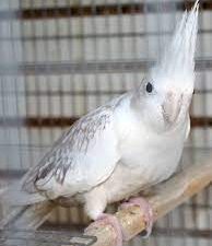 Cockatiel White Face Pearl For Sale