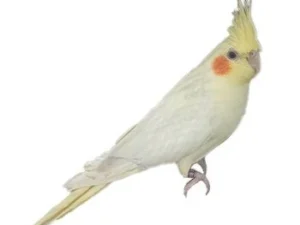 Cockatiel Yellow For Sale