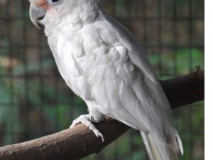 Goffin's Cockatoo Parrot For Sale