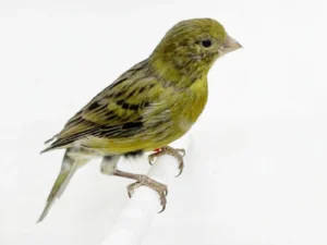 Green Canary For Sale