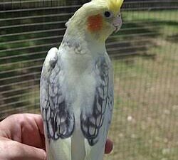 Cockatiel Pied For Sale
