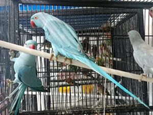Indian Blue Ring Neck Parrot