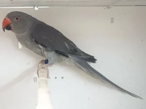 Grey Indian Ringneck Parrot
