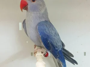 Indigo Blue Indian Ringneck Parrot