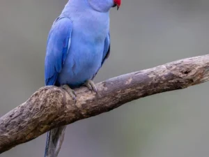 Violet Indian Ringneck Parrot