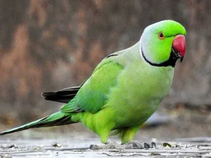 Indian Green RingNeck Parrot