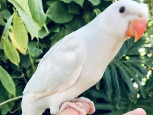 White Indian Ringneck Parrot