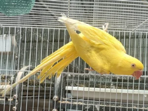 Indian Yellow Ring Neck Parrot