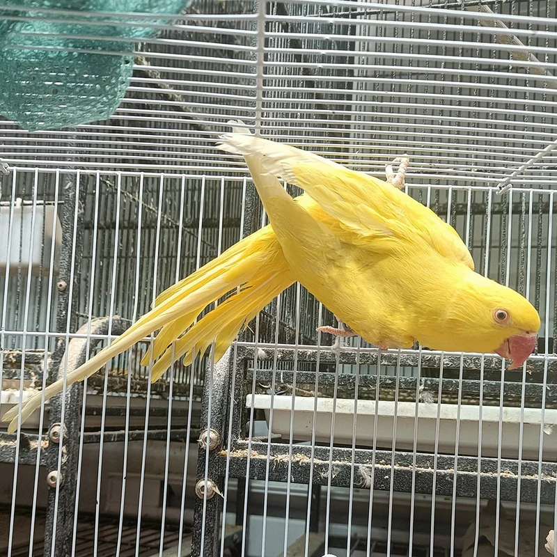 Indian Yellow Ring Neck Parrot