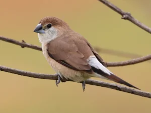 Indian Silverbill For Sale