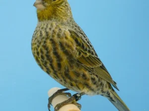 Canary Lizard For Sale