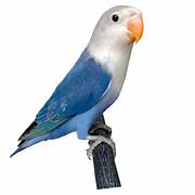 Lovebird Blue White Head For Sale