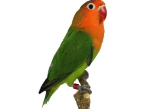 Lovebird Fischer For Sale