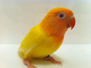 Lovebird Fischer Lutino For Sale