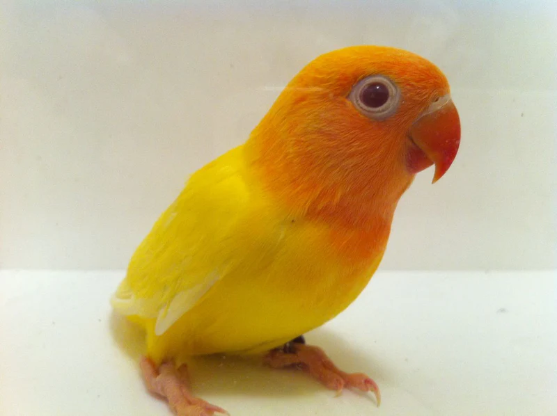 Lovebird Fischer Lutino For Sale