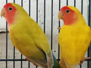 Lovebird Lutino For Sale