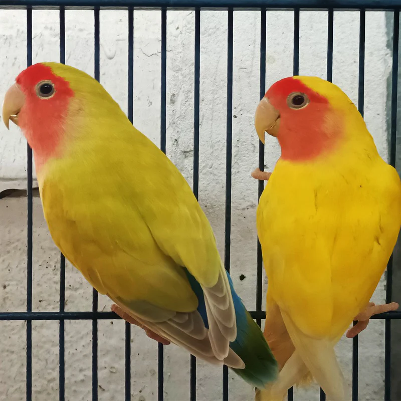 Lovebird Lutino For Sale