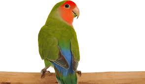 Lovebird Peach Face For Sale