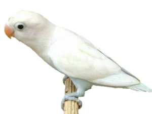 Lovebird White For Sale