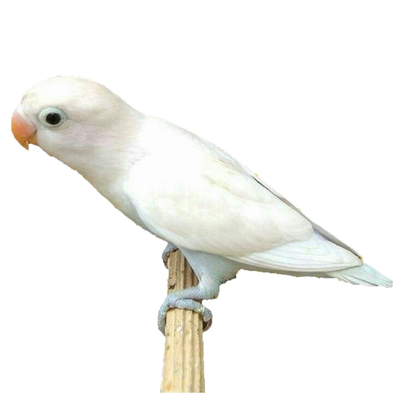 Lovebird White For Sale