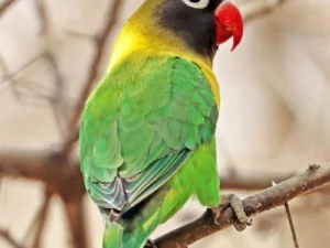 Lovebird Green Yellow Collared Black Masked For Sale