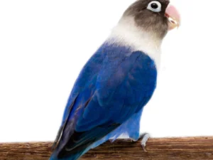 Lovebird Blue White Collared Black Masked