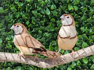 Owl Finches / Fawn For Sale